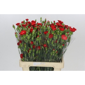 Dianthus Sp Symply Love