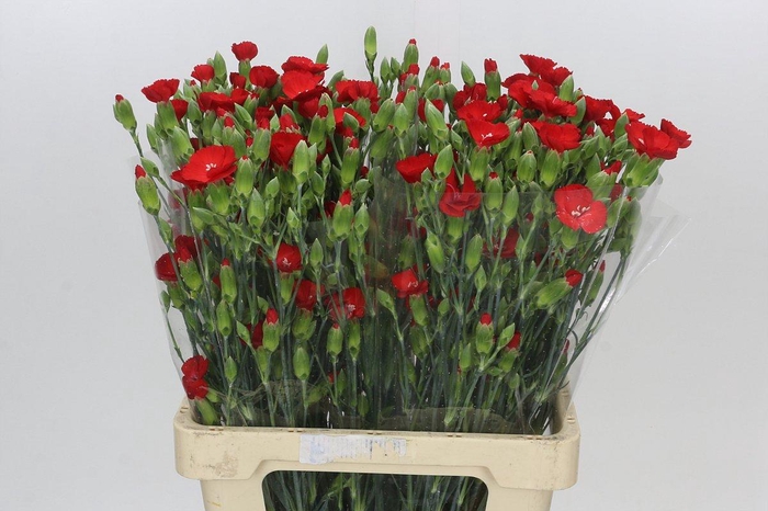 <h4>Dianthus Sp Symply Love</h4>