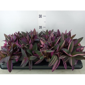 Tradescantia   ...