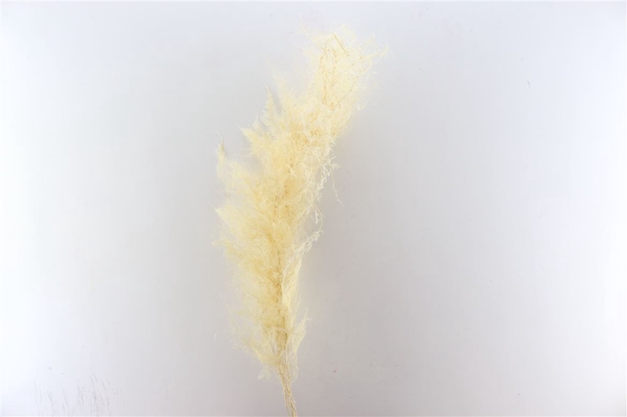 Pres Asparagus Bleached Bunch