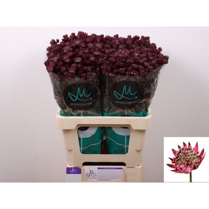 Astrantia Star Of Love Marginpar