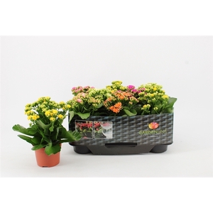Kalanchoe Gardenlina in Kraag, Mix