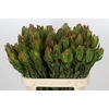Leucadendron Laurel Yellow