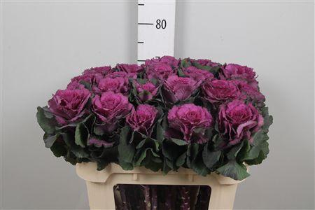 <h4>Brass Elegance</h4>