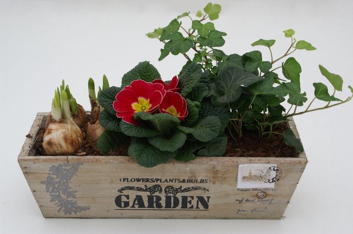 <h4>Primula Hout Rechthoek (Tete & Hedera)</h4>