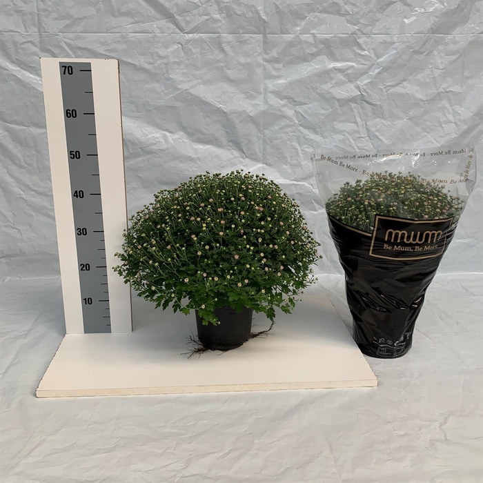 <h4>Chrysanthemum   ..</h4>