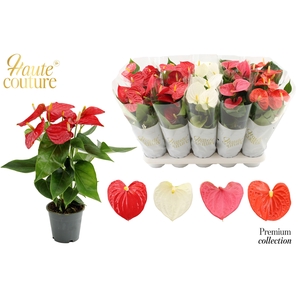 Anthurium 12 cm 4 color mix in Haute Couture sleeve