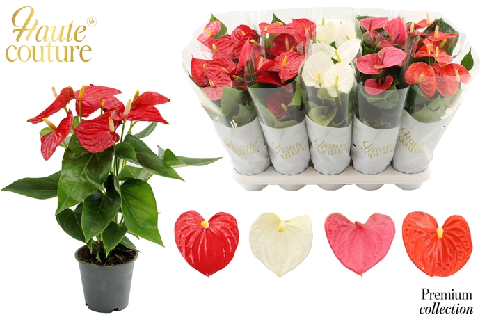 <h4>Anthurium 12 cm 4 color mix in Haute Couture sleeve</h4>