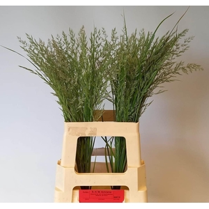 CALAMAGROSTIS BRACHY