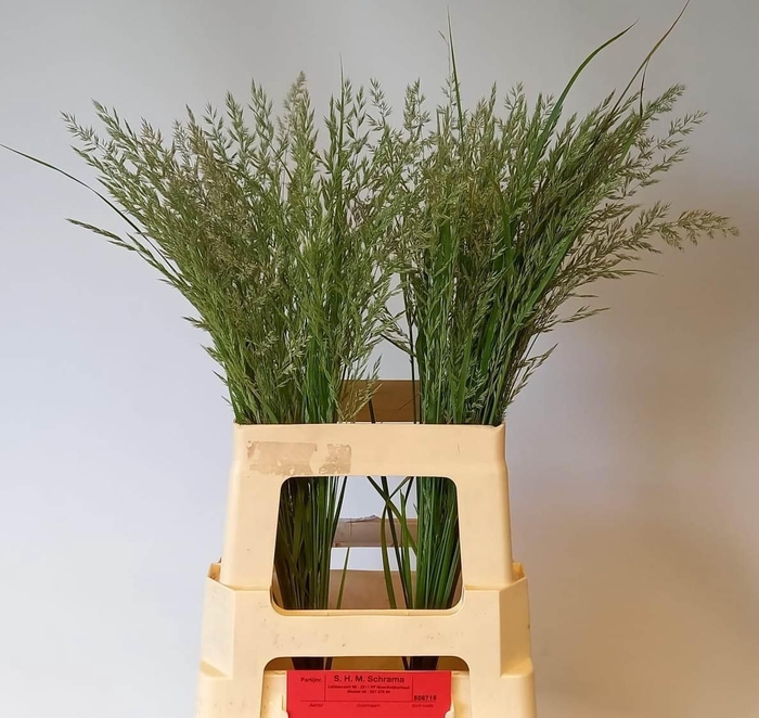 <h4>CALAMAGROSTIS BRACHY</h4>