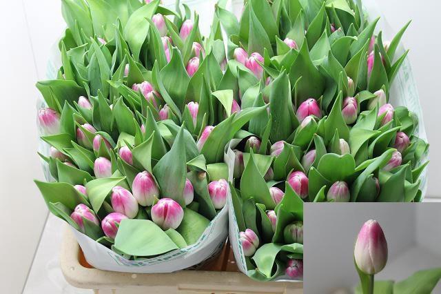 <h4>TU EN FLORENCE</h4>