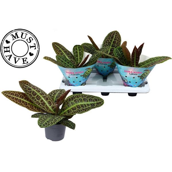 <h4>Labisia Obtusifolia Kura Kura MUST HAVE</h4>