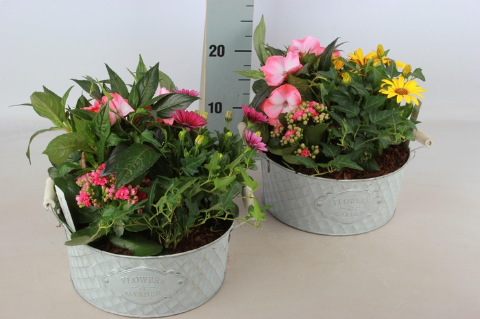 <h4>ARR TUINPLANTEN</h4>