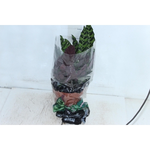 CALATHEA INSIGNIS P17