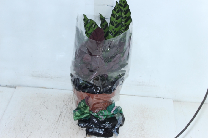 <h4>CALATHEA INSIGNIS P17</h4>
