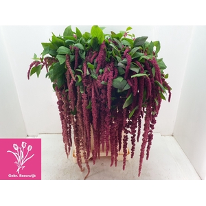AMAR CA RED CORD
