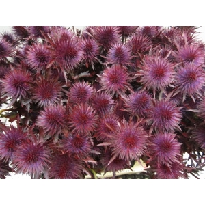 Eryn Magnetar Dark Cerise L60