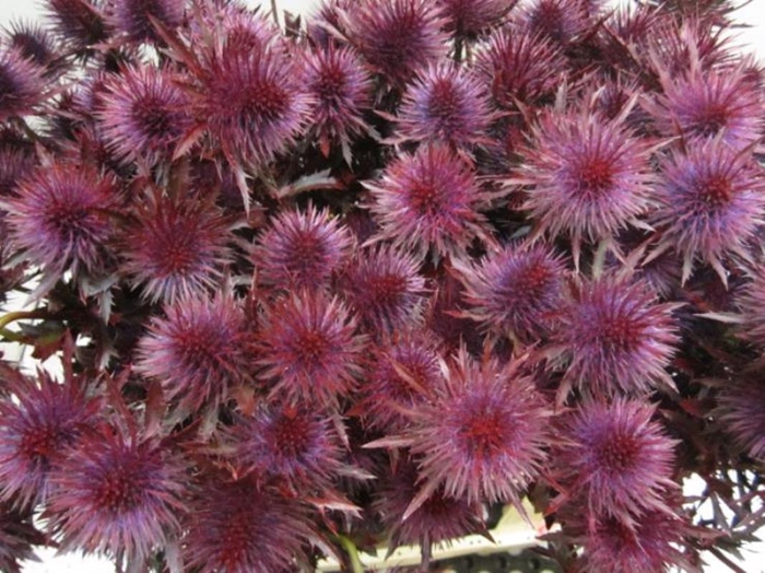 <h4>Eryn Magnetar Dark Cerise L60</h4>