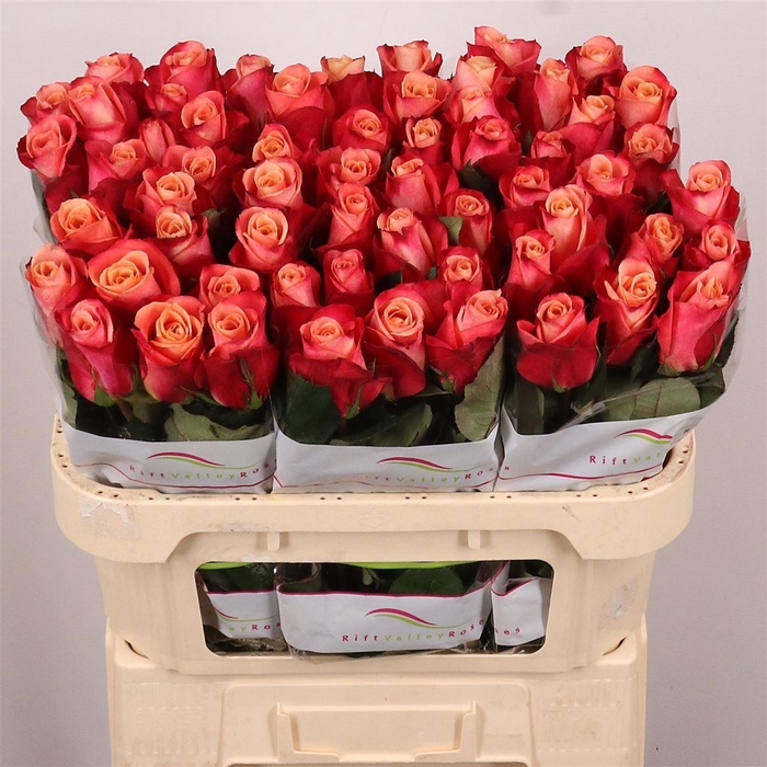 <h4>R Gr Helene</h4>