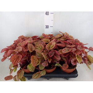 Peperomia caperata 'Quito'