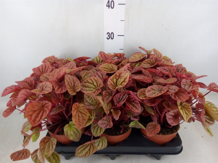 <h4>Peperomia caperata 'Quito'</h4>