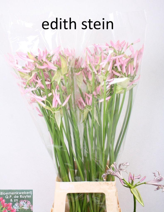 <h4>Nerine artistiek Edith Stein</h4>