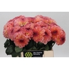 Dahlia Chanel
