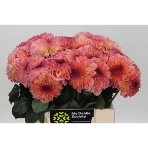Dahlia Chanel