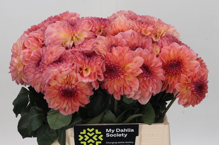 <h4>Dahlia Chanel</h4>