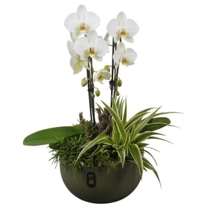 PTIB5148 Arrangementen kamerplanten