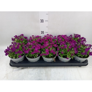 Aubrieta gracilis 'Kitte'