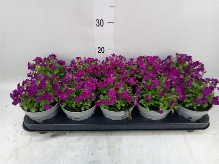 Aubrieta gracilis 'Kitte'