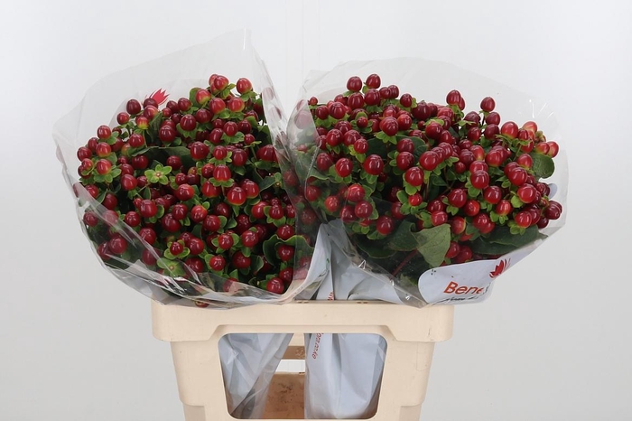 <h4>Hyp Mag Seasons</h4>