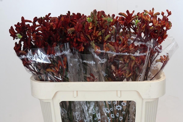 <h4>Anigozanthos Early Spring</h4>