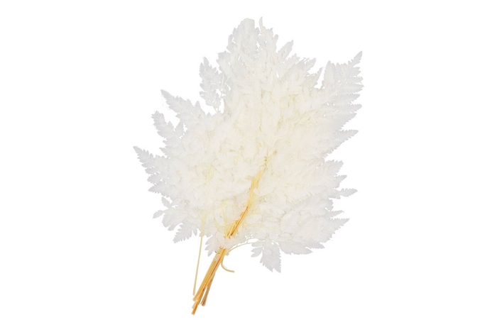 Dry Bleached Ledervaren Prepared 45x40cm