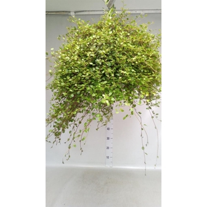 Muehlenbeckia com. 'Mao'ri'