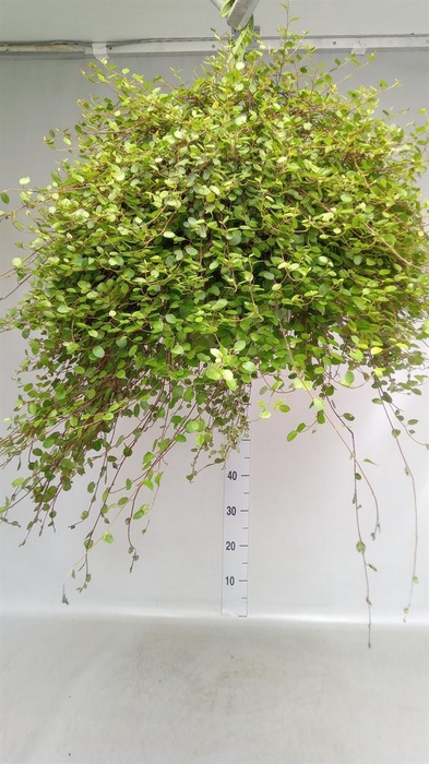 <h4>Muehlenbeckia com. 'Mao'ri'</h4>