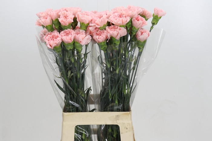 Dianthus St Sarah Pink