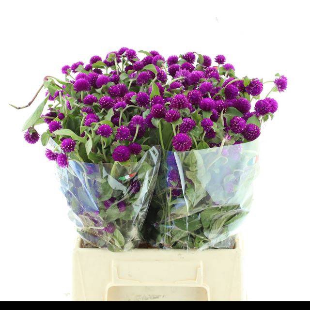 <h4>GOMPH PURPLE SPRAY</h4>