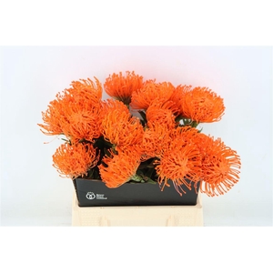 Leuco Wax Oranje