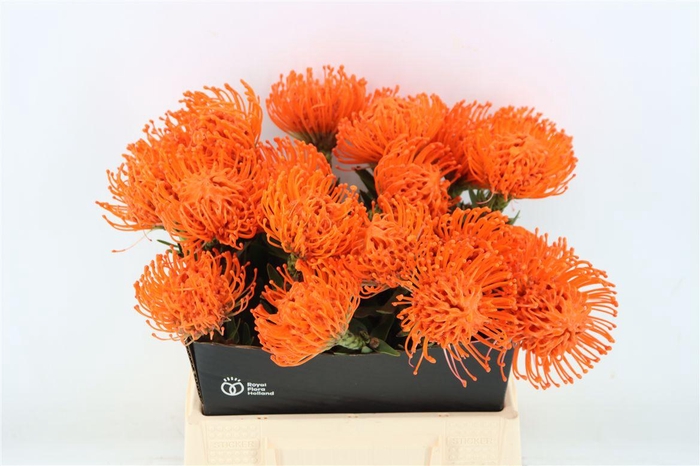 <h4>Leuco Wax Oranje</h4>