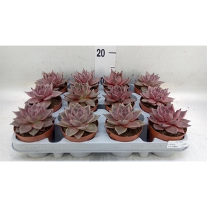 Echeveria  'Taurus'