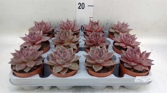 <h4>Echeveria  'Taurus'</h4>
