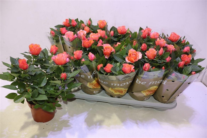 <h4>Ro Orange B Monde</h4>