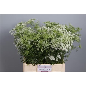 Ammi Majus Dille Wit