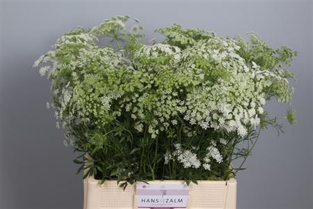 Ammi Majus Dille Wit