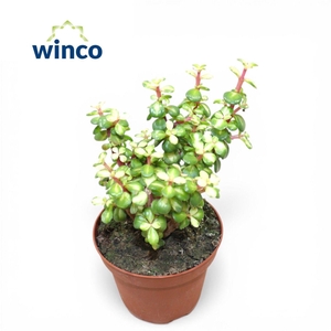 Crassula Afra Mediopicta