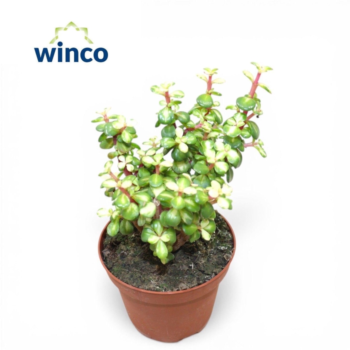 <h4>Crassula Afra Mediopicta</h4>