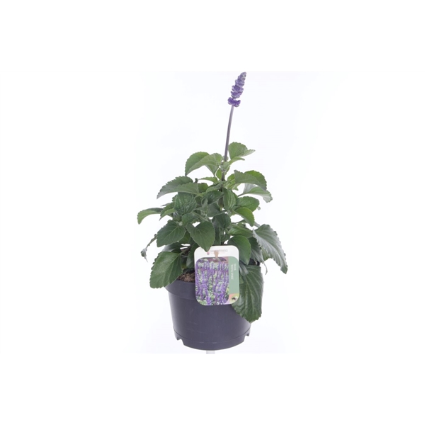 <h4>Salvia Mystic Spires Blue</h4>
