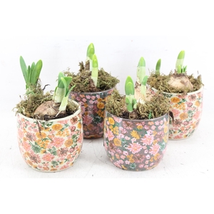 arr4 Narcis FL - Late fashion x12